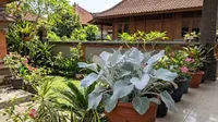 7 Tanaman Hias dengan Daun Berbulu yang Cocok untuk Taman dan Indoor