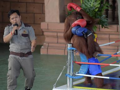 Dua orangutan bertanding kickboxing di atas sebuah ring saat pembukaan Phnom Penh Safari di Kamboja, Sabtu (23/6). Pertunjukan tinju orangutan banyak dikecam oleh aktivis hak-hak perlindungan terhadap binatang. (AFP/Tang Chhin Sothy)