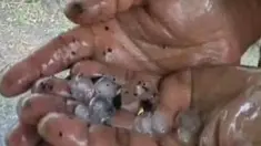 liputan6