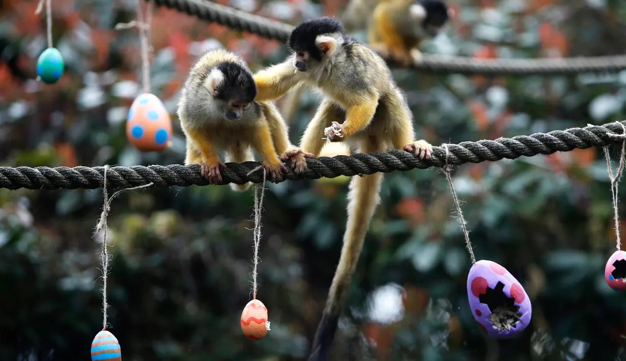 Seekor monyet tupai mendorong pasangannya pergi saat memakan telur Paskah di Kebun Binatang London, Inggris, Kamis (29/3). Monyet-monyet tersebut berebut hadiah talur Paskah yang berisi cacing dan biji-bijian. (AP Photo/Alastair Grant)