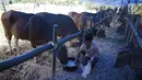 Seorang wanita memberi minum sapi di penampungan di Kabupaten Karang Asem, Bali, Kamis (28/9). UPT Balai Benih juga membantu warga yang ingin menjual ternaknya dengan harga yang stabil dibawah ancaman erupsi Gunung Agung. (Liputan6.com/Gempur M Surya)