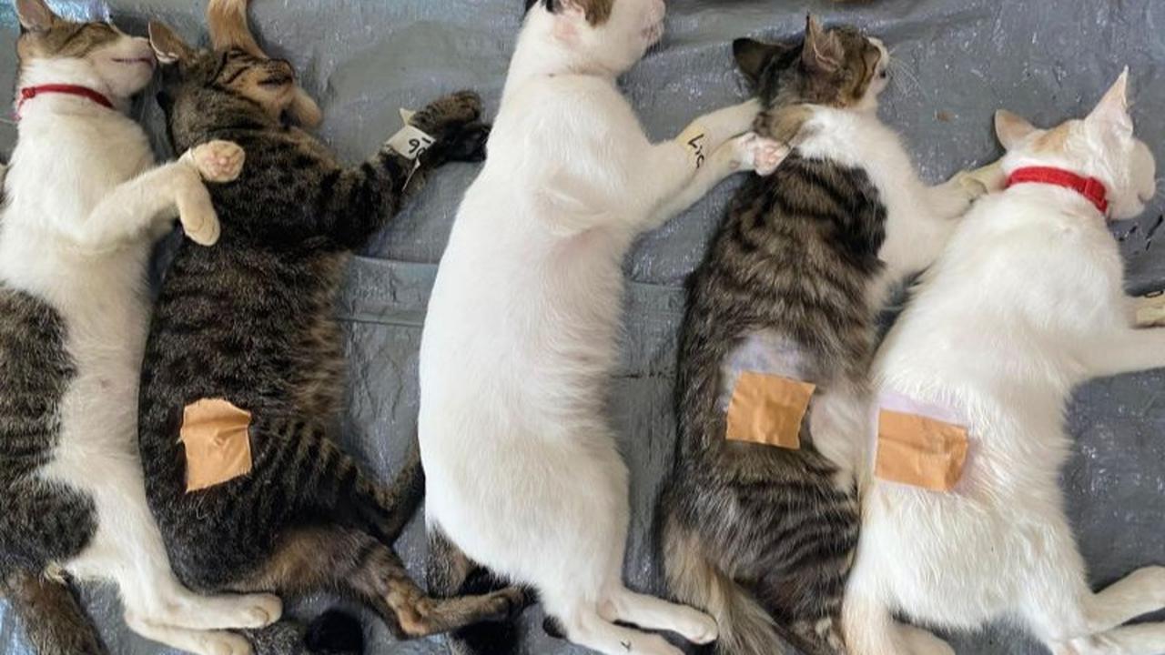 KPKP Jaksel Ajak Warga Rawat Kucing Pasca Sterilisasi TNR