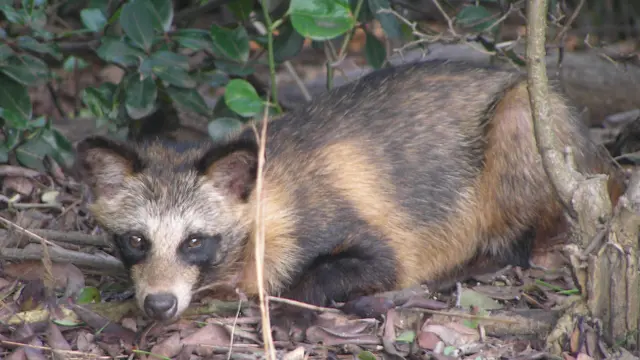Ilustrasi Anjing Racoon