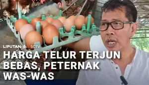 Harga Telur Terjun Bebas, Peternak Was-Was