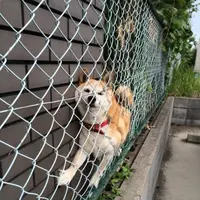 Anjing Shiba Inu yang Terjepit Ini Imutnya Kebangetan!