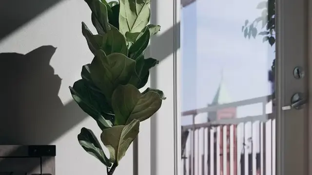 Ficus Lyrata