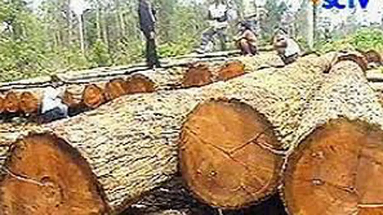 Kayu Gelondongan