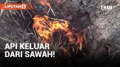 Geger! Kobaran Api Muncul dari Dalam Sawah