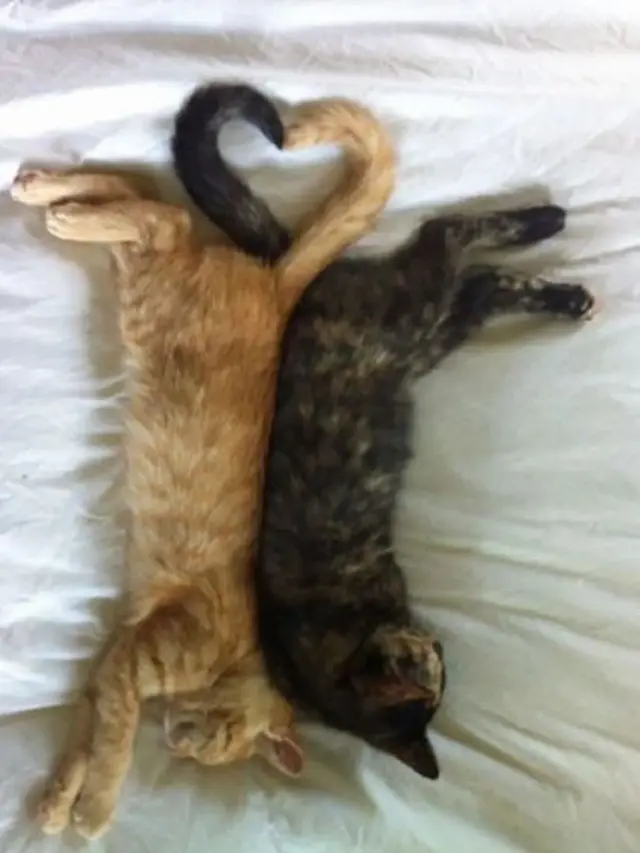 7 Potret Kucing Tidur dengan Pose Super Nyeleneh, Dijamin Bikin Ketawa