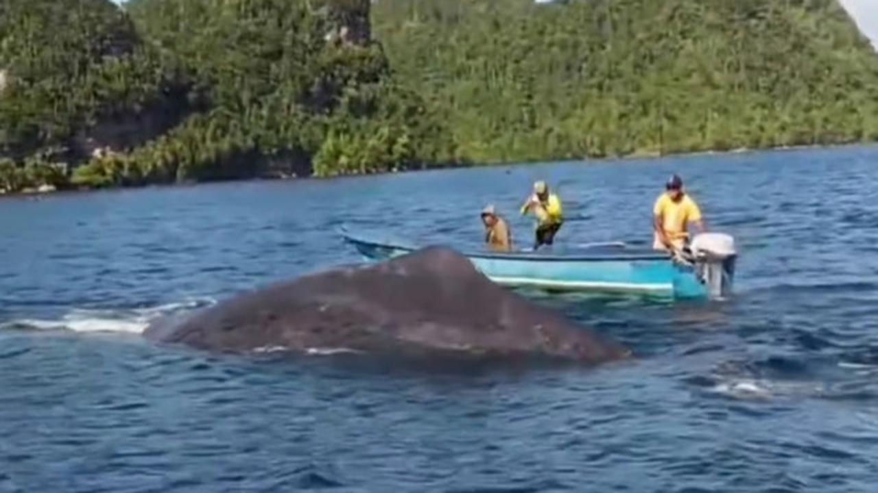Anak-anak Papua Bermain dengan Seekor Ikan Paus di Laut Raja Ampat