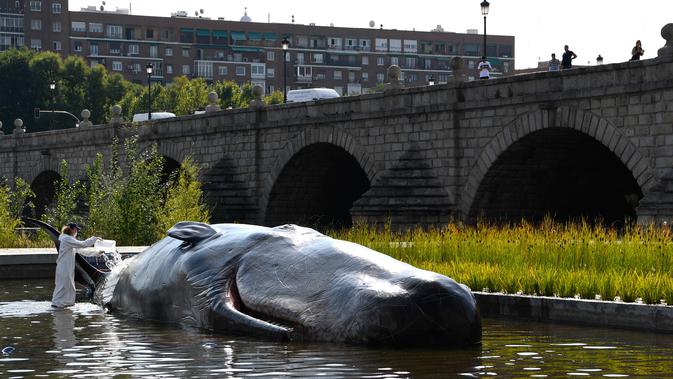 Seseorang berpakaian ilmuwan menuangkan air pada patung paus sperma berbahan fiberglass di sungai Manzanares, Madrid, 14 September 2018. Paus itu merupakan instalasi seni bagian dari program budaya untuk musim gugur di Madrid. (AFP Photo/GABRIEL BOUYS)