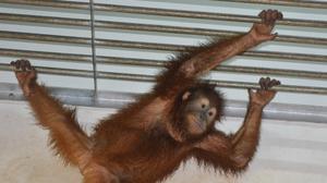 Populasi Orang Utan Sumatra Turun 19,5 Persen dalam 12 Tahun, ini Penyebabnya