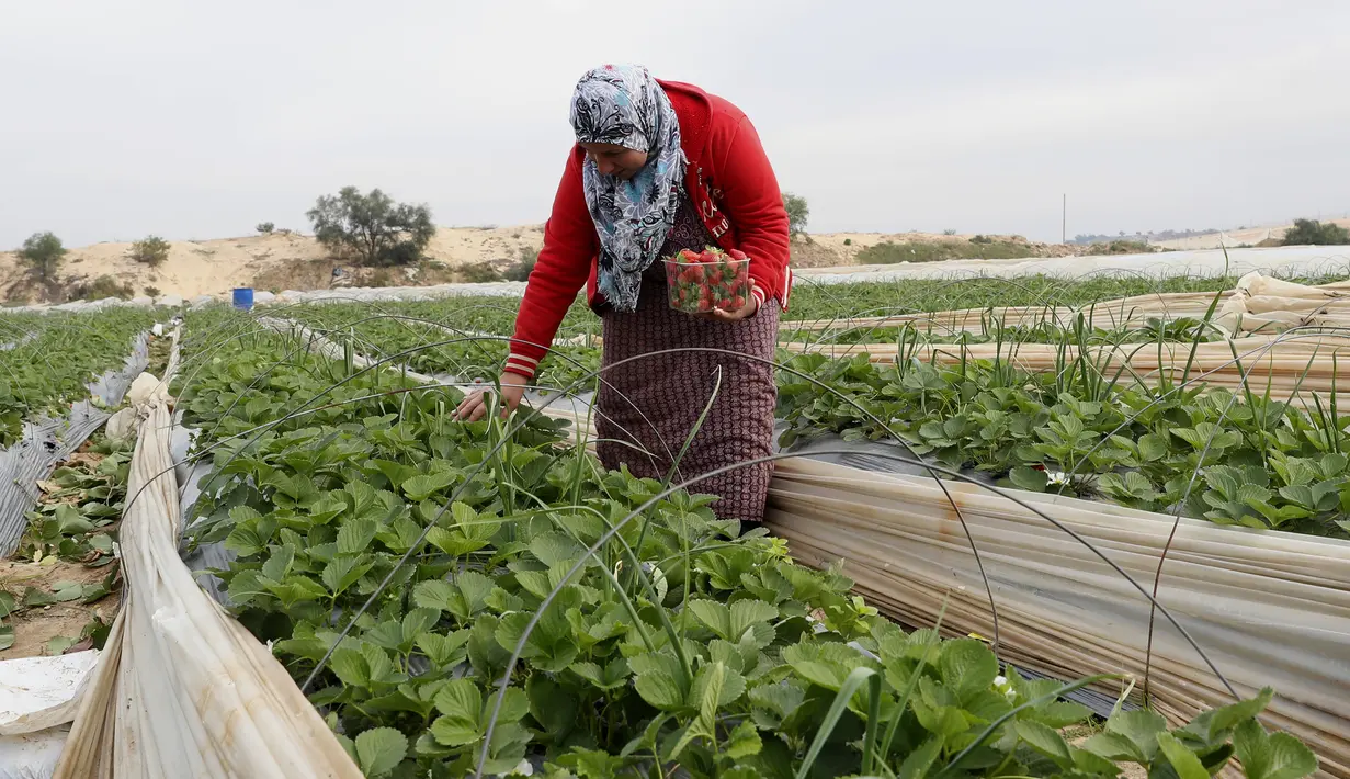 Seorang petani Palestina memetik stroberi di pertanian keluarganya di dekat pagar Israel-Gaza, di Beit Lahiya, Jalur Gaza utara, Selasa (28/12/2021). Bebagai jenis buah dan sayur bisa tumbuh subur di Gaza, salah satunya stroberi. (AP Photo/Adel Hana)