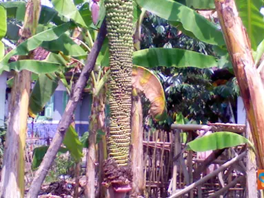 CItizen6, Majalengka: Pohon pisang ini terbilang unik karena buah pisangnya tumbuh hingga sepanjang dua meter. Pohon pisang unik ini terdapat di Desa Leuwimunding, Kabupaten Majalengka, Jawa Barat. (Pengirim: Ade Adhariyatno)