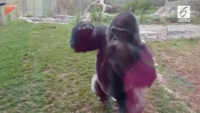 Detik-detik gorila mengamuk dan pecahkan kaca pelindung di sebuah kebun binatang di Amerika Serikat, hebohkan pengunjung.
