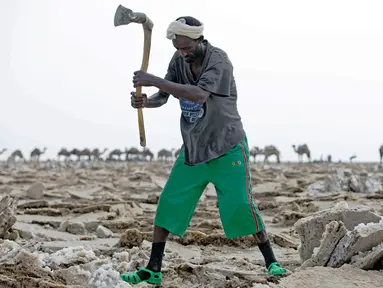 Seorang pria mencangkul di tambang garam di Danakil Depression, Afar, Ethiopia (28/3). Penduduk Ethiopia banyak yang menggantungkan hidup mereka sebagai penambang garam. (AFP Photo/Zacharias Abubeker)