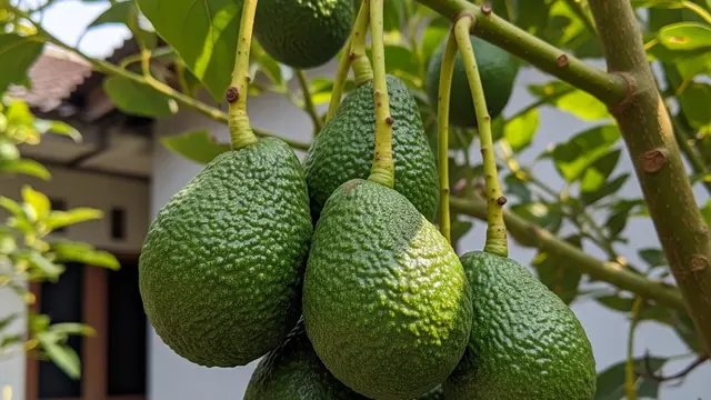 Arti Warna Tangkai pada Alpukat, Penanda Buah Siap Dimakan atau Belum