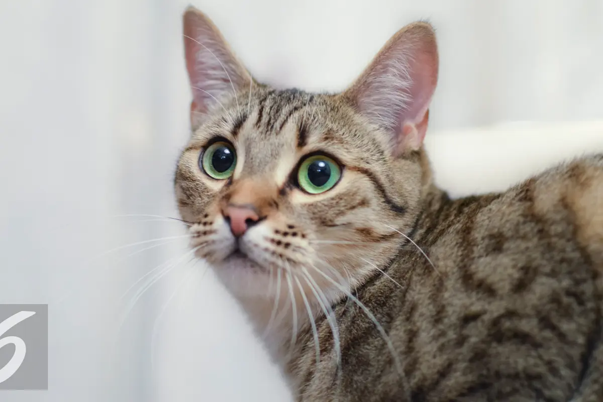 20160330-Ilustrasi-Kucing-iStockphoto