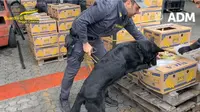 Joel, si anjing, menjadi kunci dalam membantu polisi Italia mengidentifikasi kokain dalam pengiriman pisang. (Guardia di Finanza via AP)