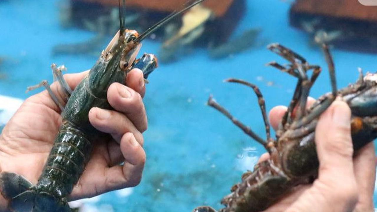 Sehari-hari, Heru Setiawan, warga Desa Jogoloyo, Kecamatan Sumobito, Kabupaten Jombang bekerja sebagai buruh pabrik. Tak mau hanya mengandalkan penghasilan dari pabrik, ia melakukan budi daya lobster air tawar.