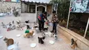Mohammed Alaa al-Jaleel memberi daging cincang untuk makanan kucing di Suaka Kucing Ernesto di Kfar Naha, Suriah (17/3). Kucing-kucing ini adalah kucing yang terlantar akibat perang yang melanda Suriah. (AFP/Omar Haj Kadour)