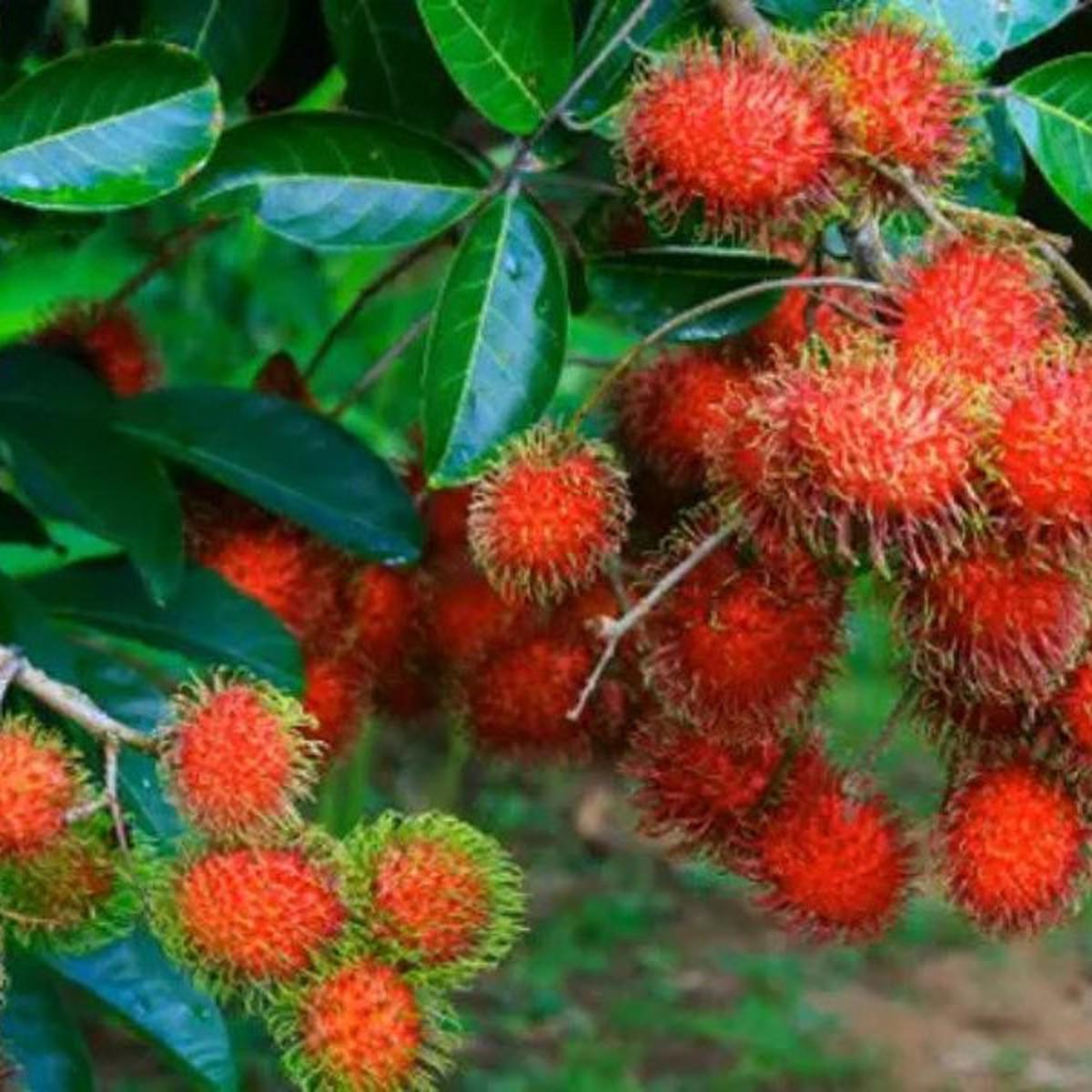 Manfaat Buah Rambutan