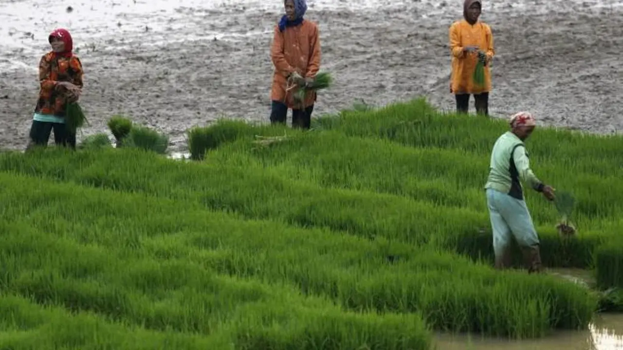 El Nino berdampak pada penurunan produksi padi