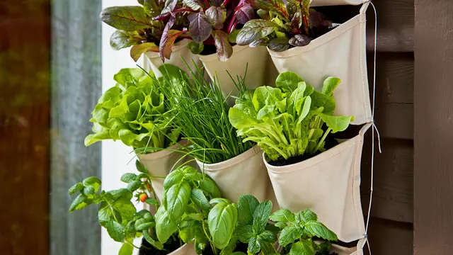 Ide Kebun Gantung dari Barang Bekas yang Hasilnya Melimpah (AI)