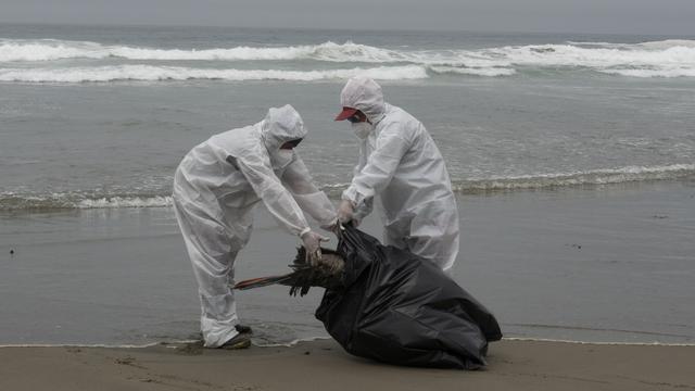 Belasan Ribu Pelikan Mati di Peru Akibat Flu Burung
