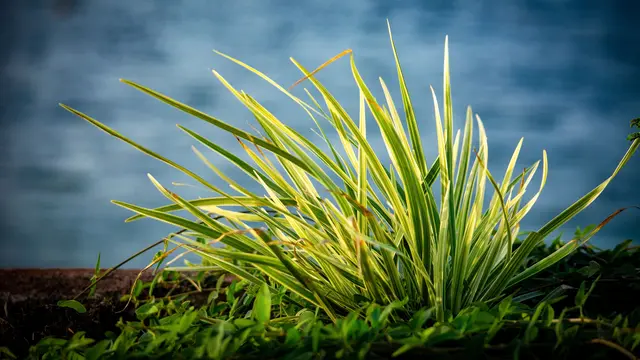 Ilustrasi Mondo Grass Variegata