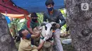Petugas memeriksa kesehatan seekor kambing saat pemeriksaan kondisi hewan kurban yang dijual di Kawasan Suka Asih, Kota Tangerang, Selasa (21/7/2020). Pemeriksaan guna memastikan kondisi kesehatan hewan yang dijual untuk keperluan kurban Hari Raya Idul Adha mendatang. (Liputan6.com/Angga Yuniar)