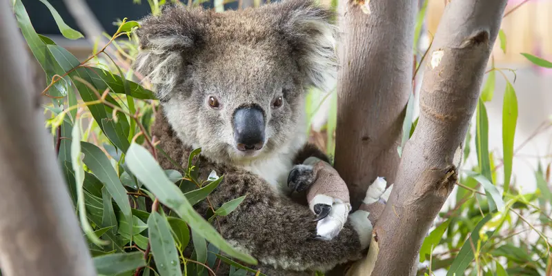 Koala yang Selamat dari Kebakaran Hutan Australia