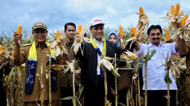 Estafet Panen Raya di Nusantara Penuhi Kebutuhan Jagung Nasional