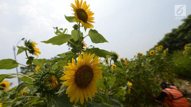 Indahnya Bunga Matahari yang Hiasi Sepanjang Jalan BKT Cakung