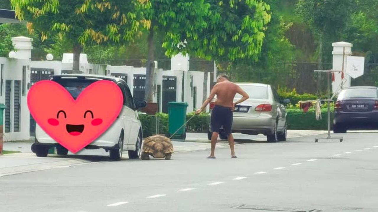 Viral Aksi Pria Ajak Jalan Kura-Kura Raksasa, Warganet: Pria Tersabar di Dunia