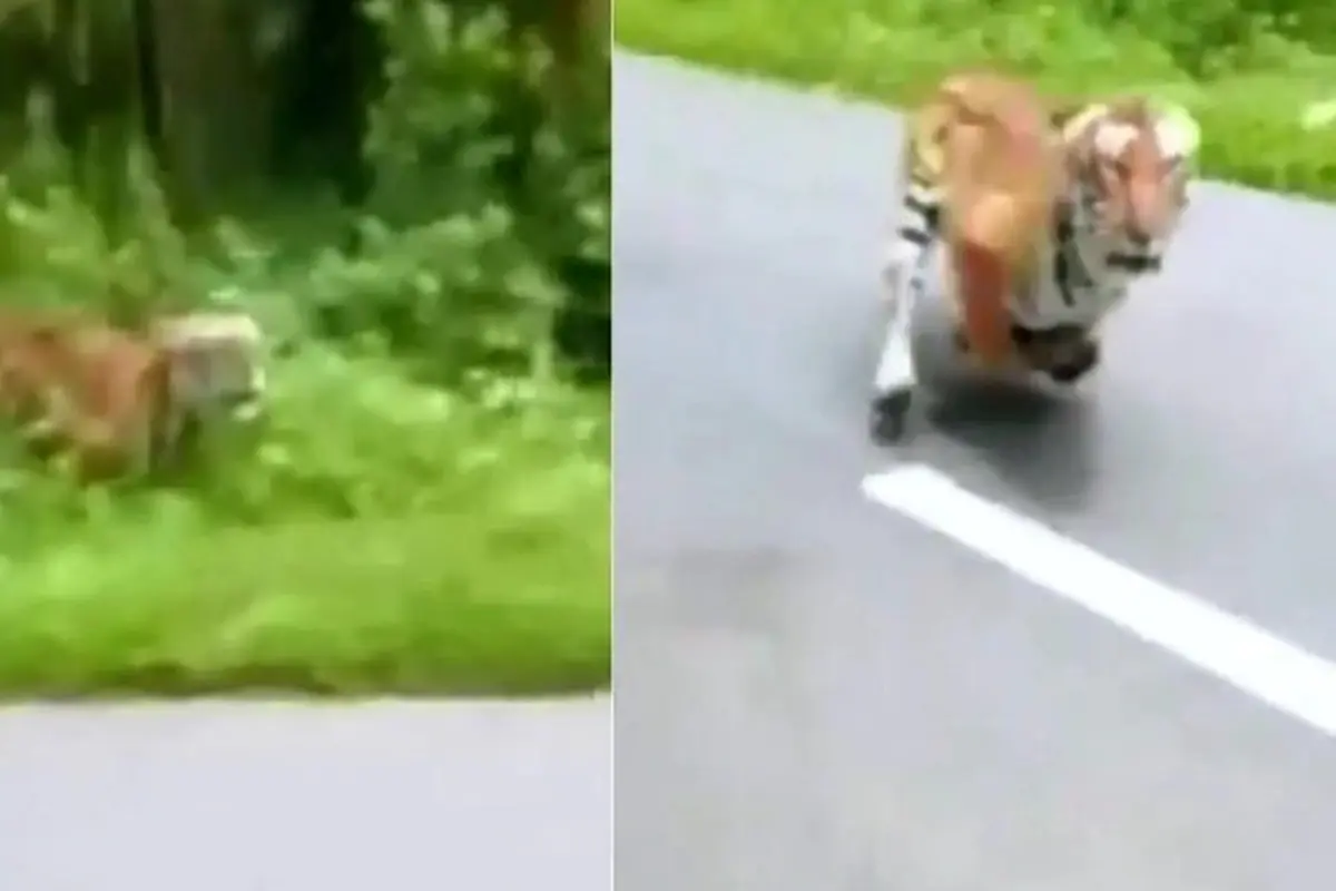 Dua petugas hutan di India lolos dari serangan Harimau saat berkendara dengan sepeda motor