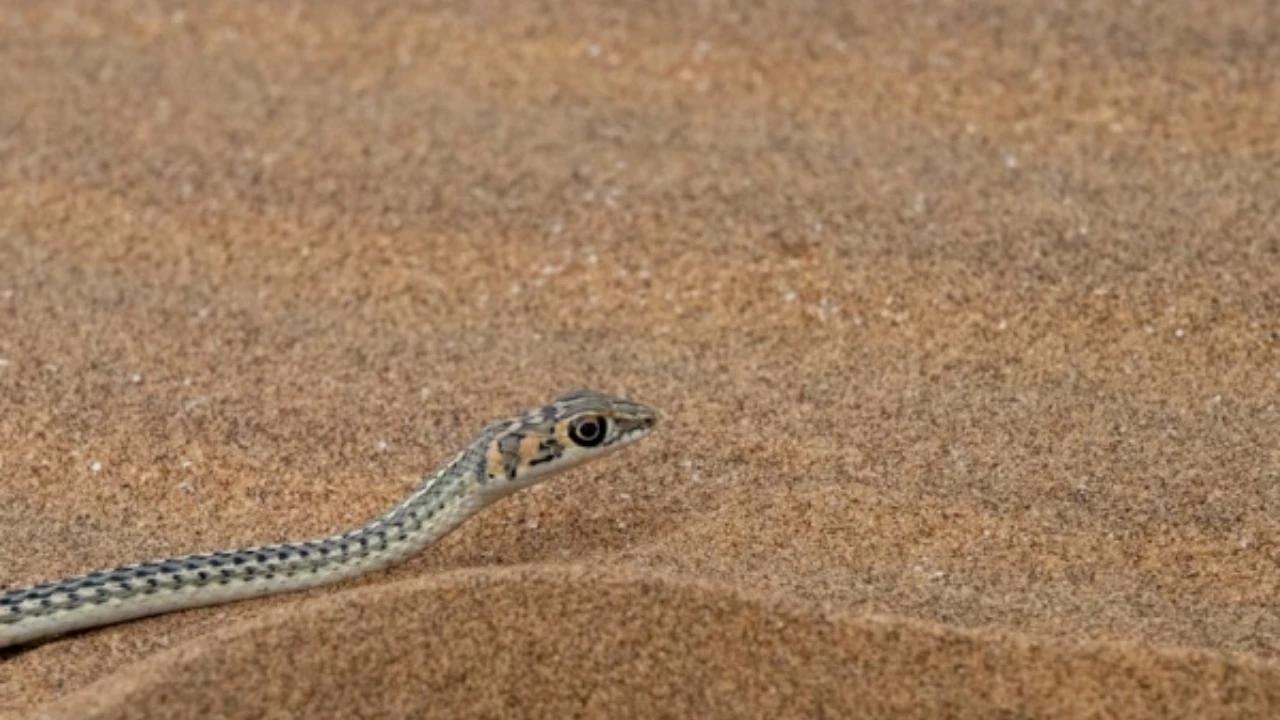 7 Cara Cegah Anakan Ular Masuk Plafon, Ketahui untuk Keamanan Penghuni Rumah