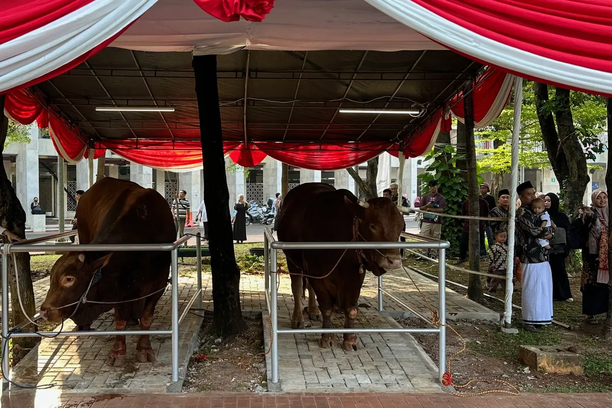 Presiden Prabowo Subianto dan Wakil Presiden Gibran Rakabuming Raka menyerahkan dua sapi kurban dengan bobot masing-masing hampir 1,3 ton ke Masjid Istiqlal Jakarta, dalam rangka Hari Raya Idul Adha 2025 (Istimewa)