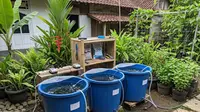 Cara Ternak Ikan Patin di Ember Besar 100 Liter Anti Mati untuk Pemula, Praktis dan Minim Risiko
