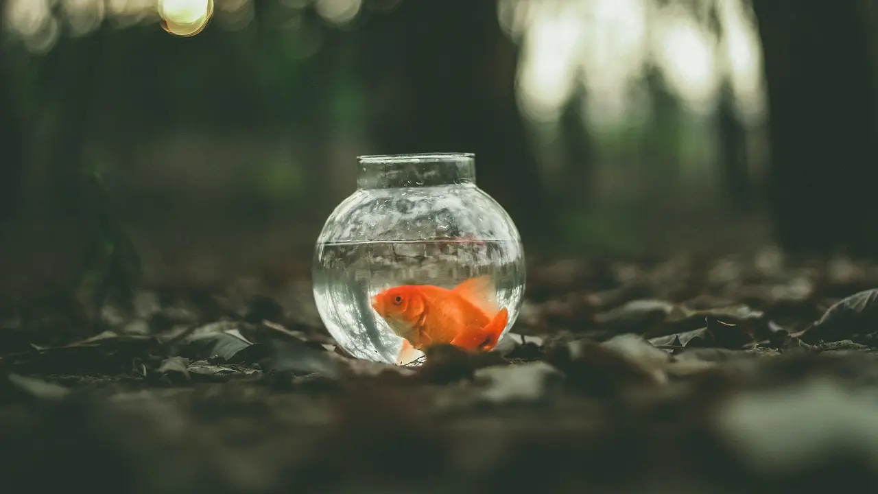 Ilustrasi ikan mas