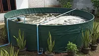 8 Jenis Ikan yang Cepat Besar untuk Kolam Rumahan, Panen Cepat, Untung Melimpah