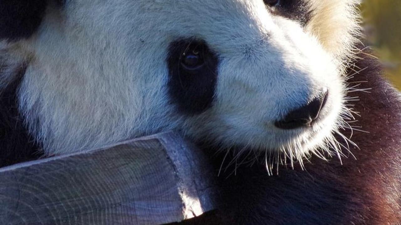 3. The Giant Panda<br>