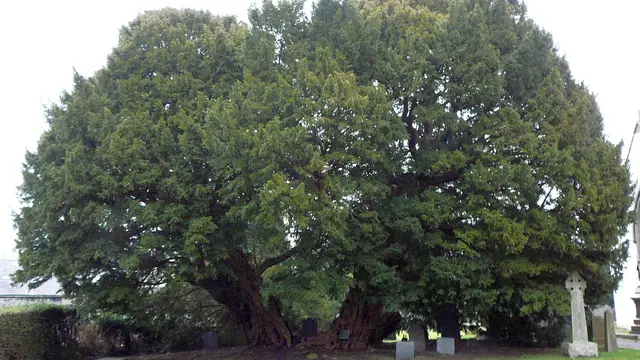 Llangernyw Yew