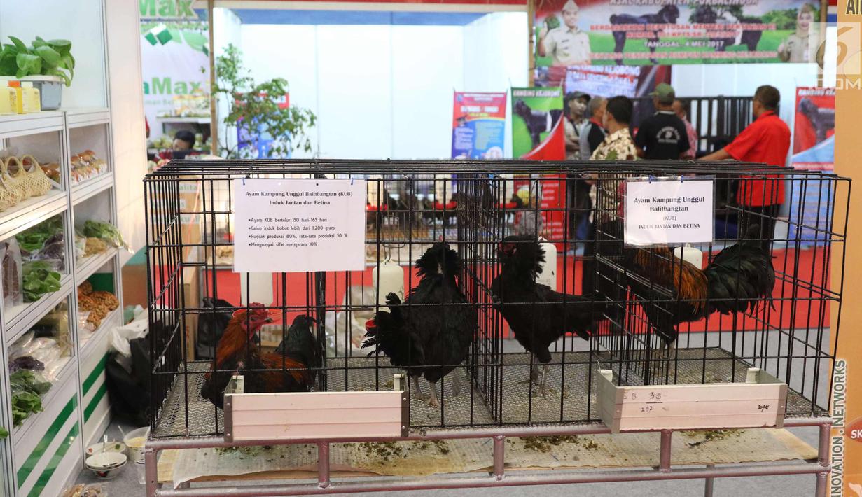 Sejumlah ayam kampung unggul terlihat selama pameran saat Rakornas PDI Perjuangan di ICE BSD, Tangerang Selatan, Sabtu (16/12). Pameran tersebut menyuguhkan prodak pertanian perternakan dan UMKM prodak lokal. (Liputan6.com/Angga Yuniar)