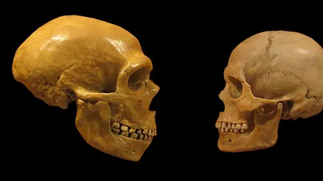 Perbandingan kerangka Neanderthal (kiri) dan Homo Sapiens (kanan).