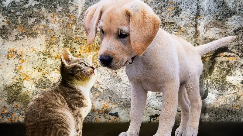 Ilustrasi peliharaan anjing dan kucing