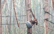 Asap Karhutla Selimuti Kalteng, 21 Orangutan Mengidap ISPA