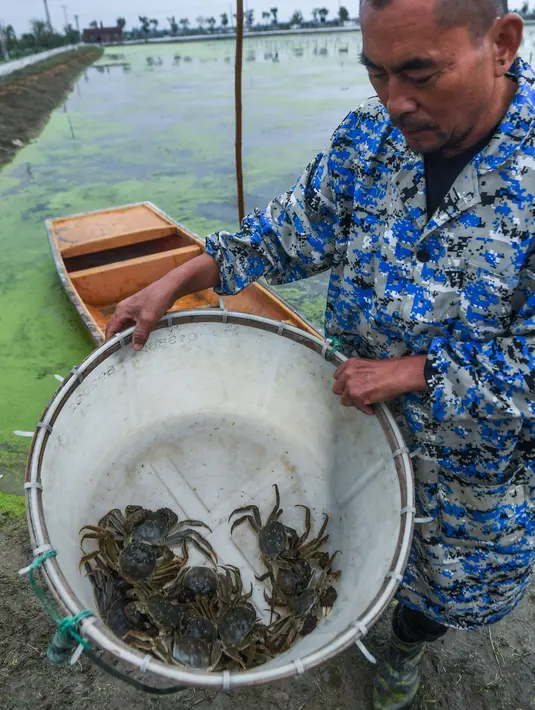 Seorang peternak kepiting menunjukkan kepiting tangkapan di sebuah pusat pembudidayaan di Distrik Wuxing di Huzhou, Provinsi Zhejiang, China, 23 September 2020. Pusat pembudidayaan kepiting seluas sekitar 933 hektare di Wuxing tersebut baru-baru ini memasuki musim panen. (Xinhua/Xu Yu)