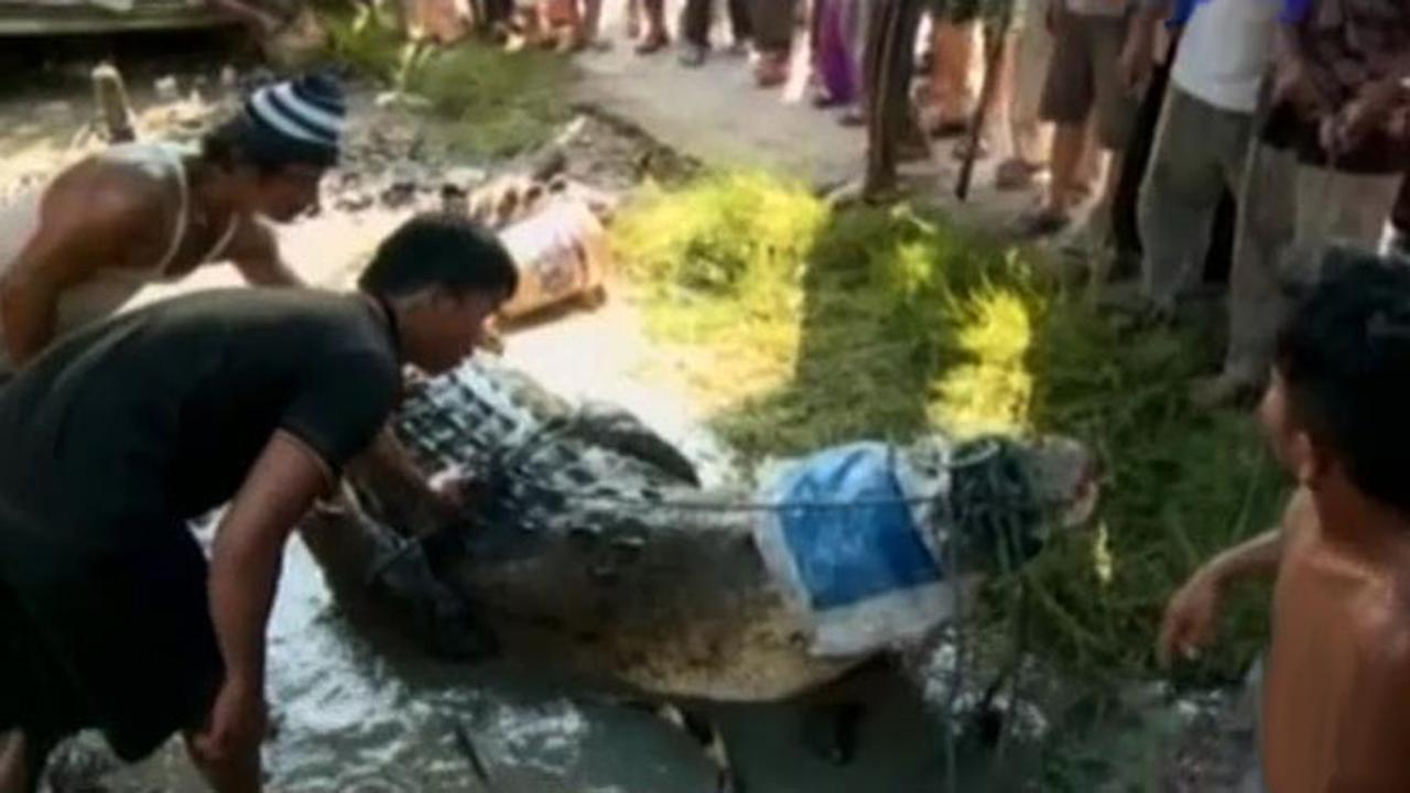 Potret Menembus Batas:  Ganasnya Buaya Singkil