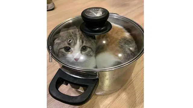 6 Kelakuan Kucing saat di Dapur Ini Bikin Geleng Kepala